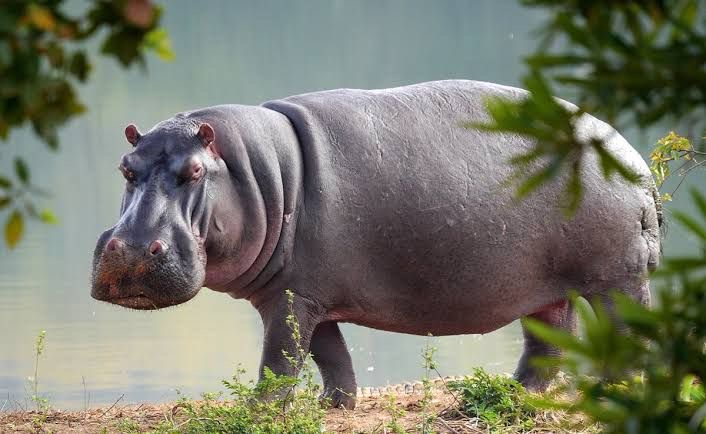 Uvira s’éveille à la richesse écologique des hippopotames