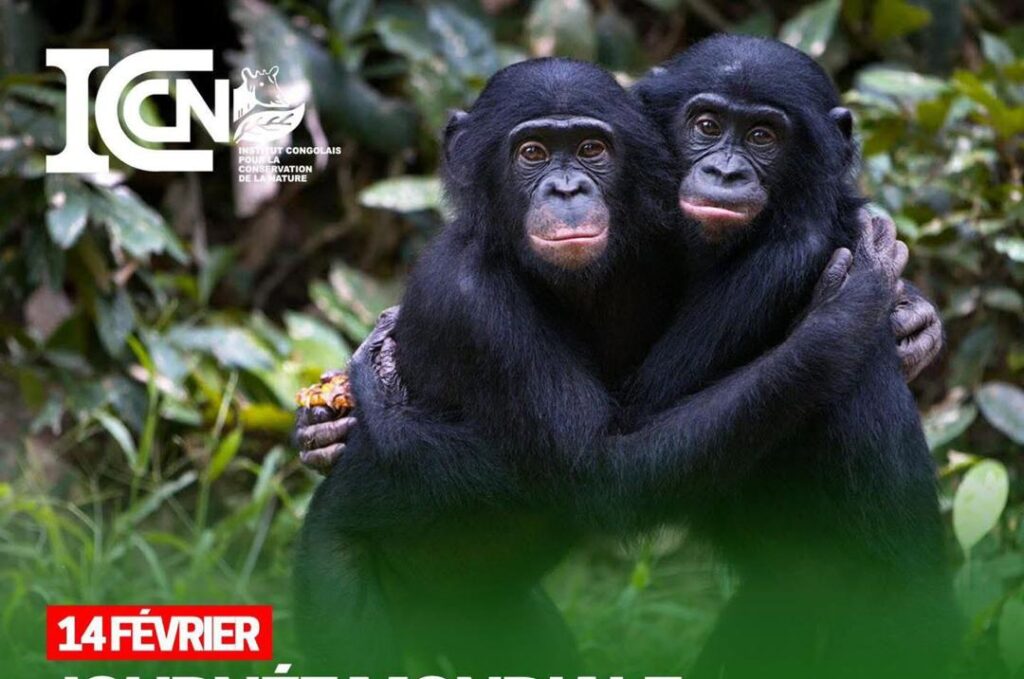 Journée mondiale du bonobo : La RDC appelée à renforcer la protection de son grand singe emblématique