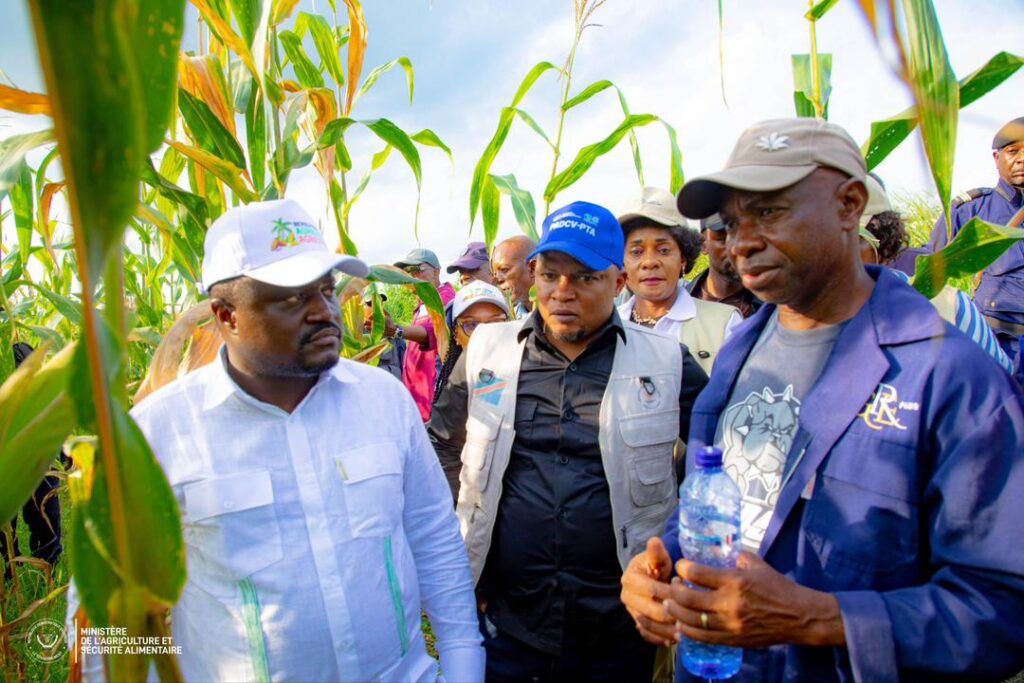 Agriculture en RDC : Muhindo Nzangi évalue 250 hectares de maïs à Luozi et renforce la marche vers la souveraineté alimentaire