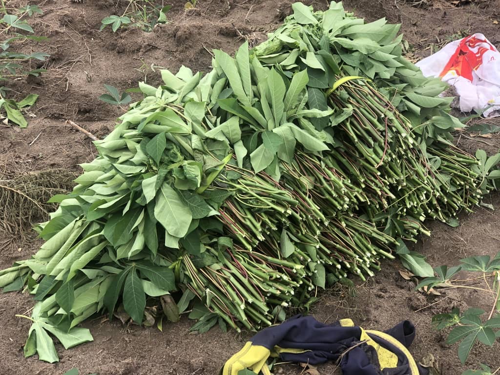 Kinshasa : Baisse de 40 % du prix des feuilles de manioc sur les marchés