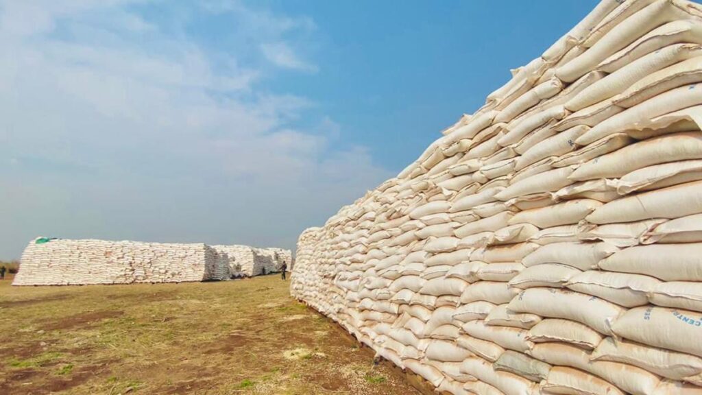 Kaniama-Kasese : Félix Tshisekedi lance une récolte record de 40 000 tonnes de maïs